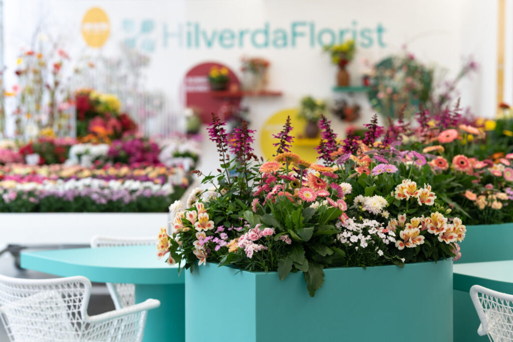 Mixed containers with HilverdaFlorist’s alstroemeria, gardengerberas and echinacea ensure seasons of color.