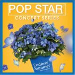 Hydrangea ‘Pop Star’ begin summer garden center tour