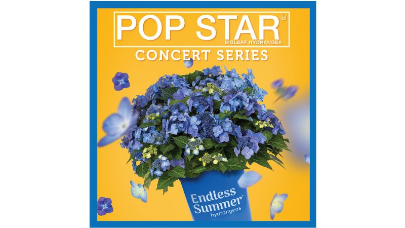 Hydrangea ‘Pop Star’ begin summer garden center tour
