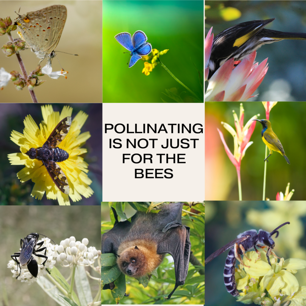This free social media post from National Initiative for Consumer Horticulture reminds gardeners to think beyond bees when considering plants that attract pollinators.