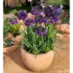 Plant Development Services' Agapanthus named Plant of the Year