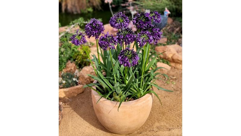 Plant Development Services' Agapanthus named Plant of the Year