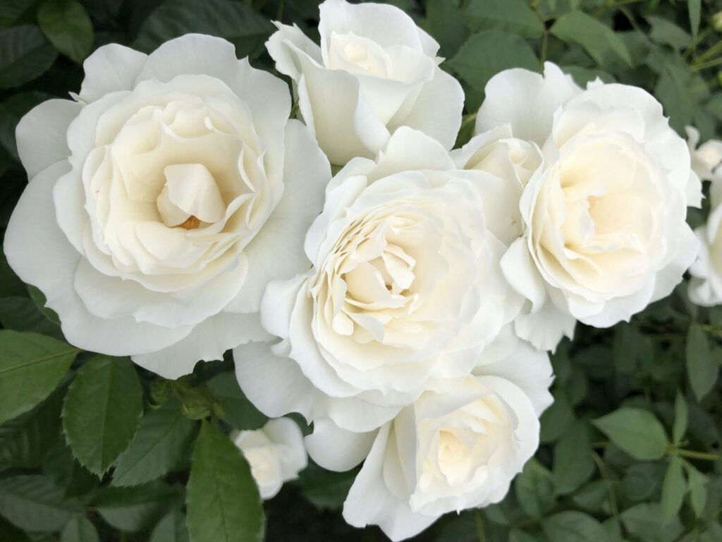 Star Roses and Plants receives 3 sustainability awards Veranda White