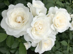 Star Roses and Plants receives 3 sustainability awards Veranda White