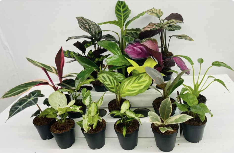 Biostok Gen Z Plants 2 Tropical Assorted Houseplants