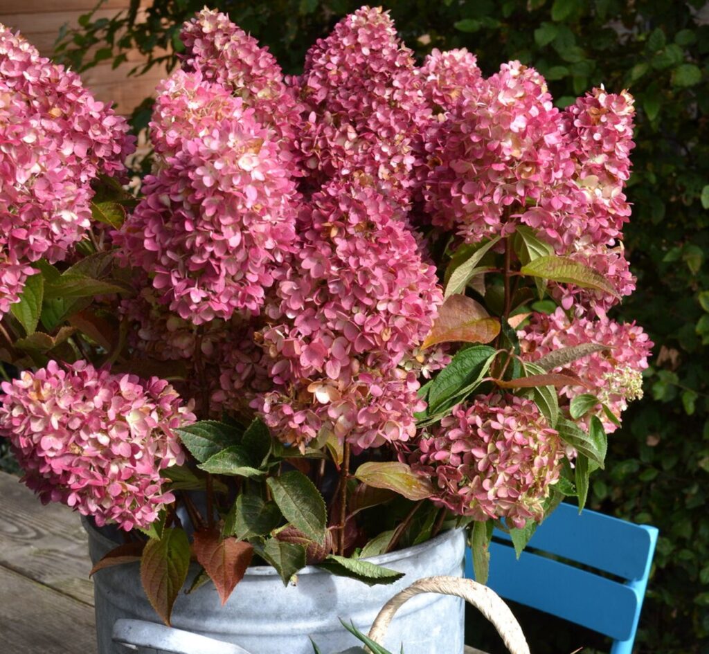 Dragon Baby Hydrangea pan. late season color - New for 2024 from Bloomin_ Easy