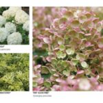 Four Star Greenhouse releases 2024 Plants & Programs guide