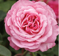 Heavenly Ascent® Climbing Rose