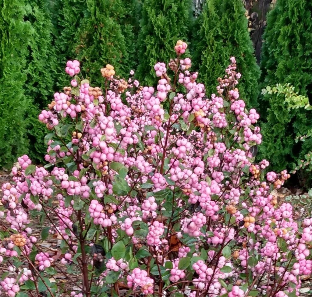 Pink Posy Symphoricarpos - New for 2024 from Bloomin_ Easy®