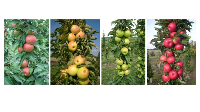 Plants Nouveau Fruit Snacks small space apple trees