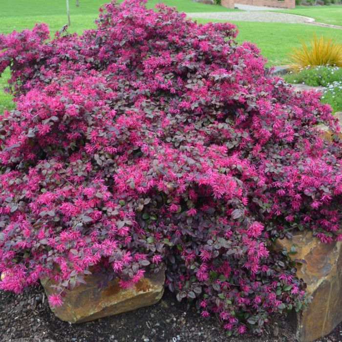 Plum Gorgeous Loropetalum - New for 2024 from Bloomin_ Easy®