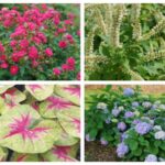 Proven Winners announces 2024 National Plants of the Year