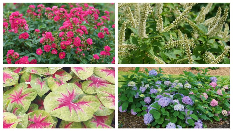 Proven Winners announces 2024 National Plants of the Year