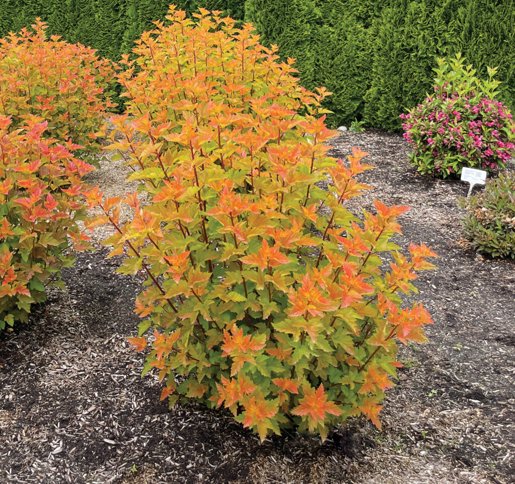 Savannah Sunset Physocarpus - New for 2024 from Bloomin_ Easy®