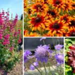 Terra Nova Nurseries to debut new introductions, catalog at Cultivate'23