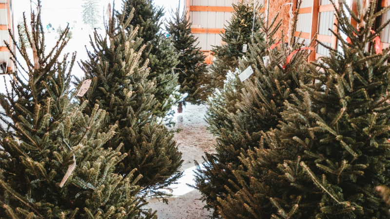 Free retail locator lists real Christmas tree seller
