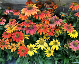 echinacea prairie blaze orange sunset Syngenta Flowers