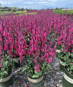 phygelius colorburst rose Monrovia Nursery