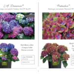 Star Roses and Plants publishes 2024 Woody Ornamentals & Edibles Catalog