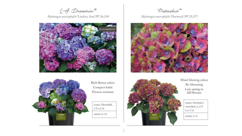 Star Roses and Plants publishes 2024 Woody Ornamentals & Edibles Catalog