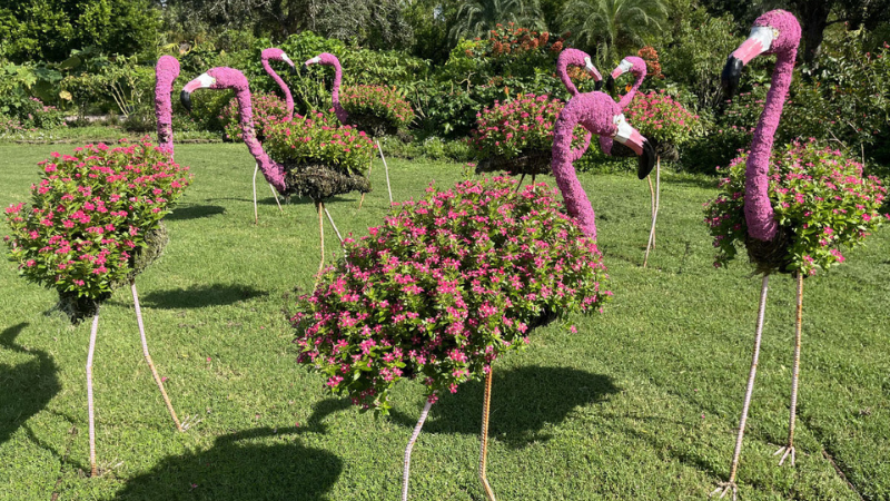 Suntory Flowers’ flamingo topiaries dazzle at Florida botanical garden