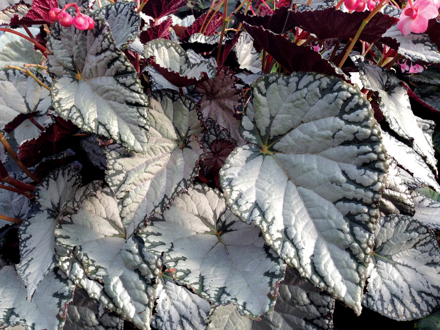Begonia Silver Lace 