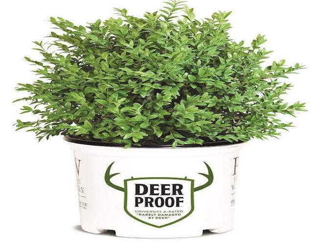 Branded Container Shrubs_Proven Winners Color Choice