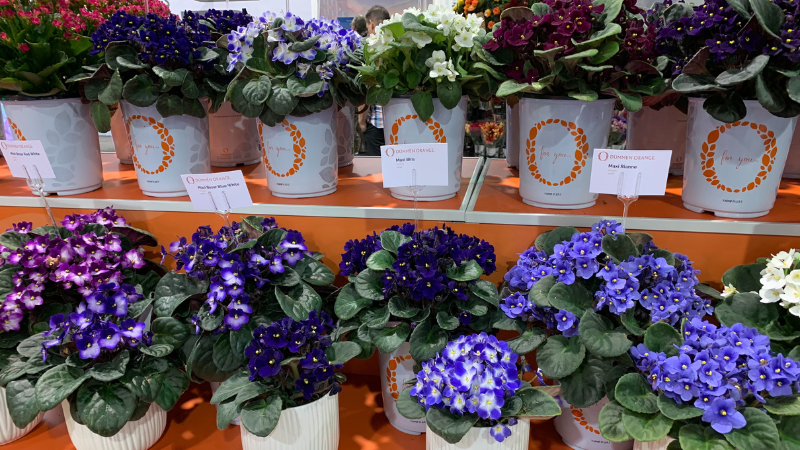 Dümmen Orange participates in IFPA Global Produce & Floral Show