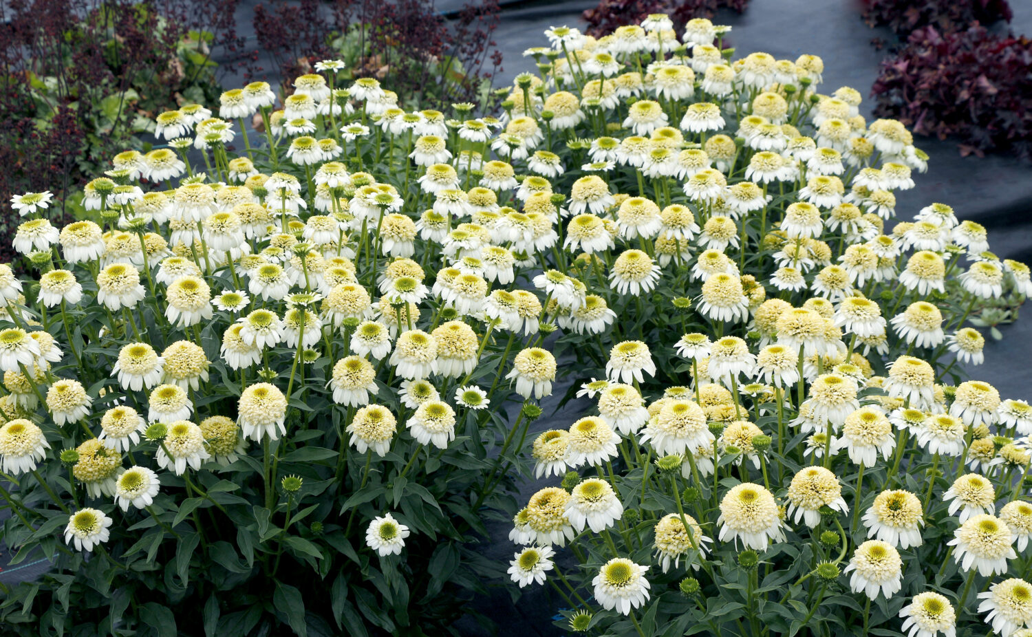 Echinacea CARA MIA Sands Photo - Lawn & Garden Retailer