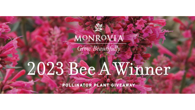 Monrovia Bee a Winner pollinator plant giveaway