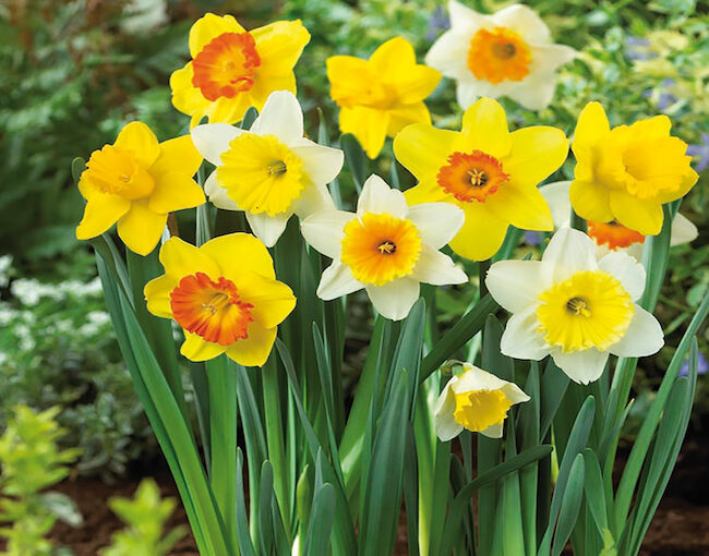 Narcissus Mixt_Netherland Bulb