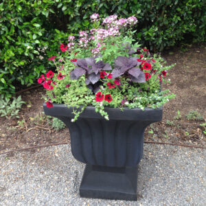 National Garden Bureau member Crescent Garden assembled this Señorita Rosalita container. Bright and delicate, the petunia ‘Black Cherry’, coleus ‘Dark Star’ and caviar black Leyla Urn combine in gothic harmony. Photo courtesy of NGB.