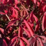 Spring Meadow Nursery introduces Proven Winners ColorChoice seedless burning bush