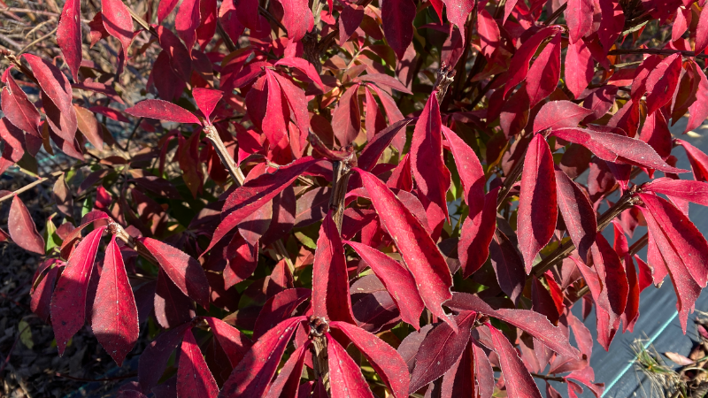 Spring Meadow Nursery introduces Proven Winners ColorChoice seedless burning bush