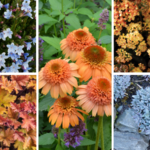 Terra Nova Nurseries releases companion plants list for 2024 Colors of the Year