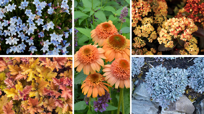 Terra Nova Nurseries releases companion plants list for 2024 Colors of the Year