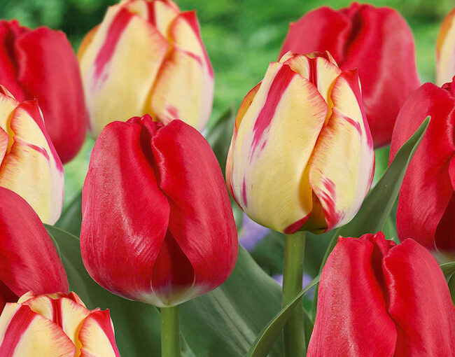 Tulip Spryng Break Blend_Netherland BulbTulip Spryng Break Blend_Netherland Bulb