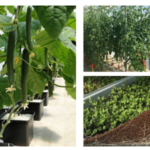 University of Florida offers hydroponic vegetable production online course