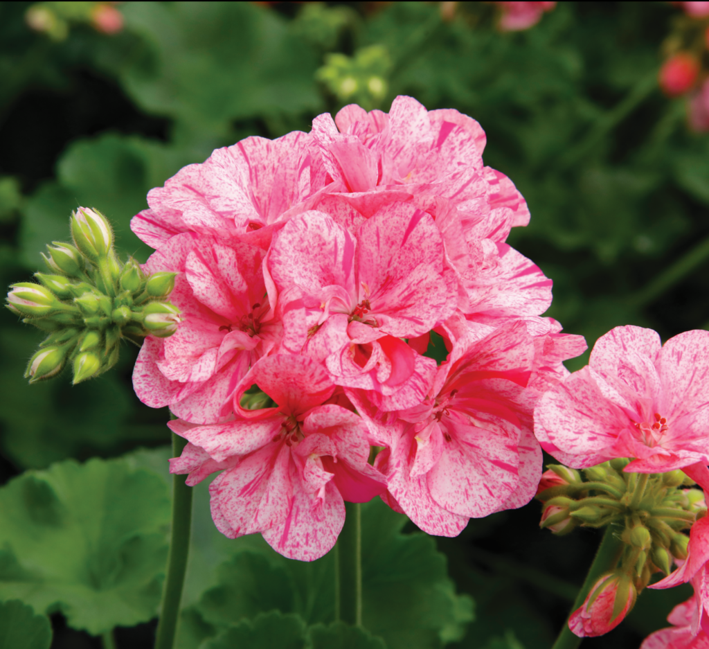 8 new varieties named AAS Winners for 2024_Geranium Big EEZE Pink Batik flower w foliage