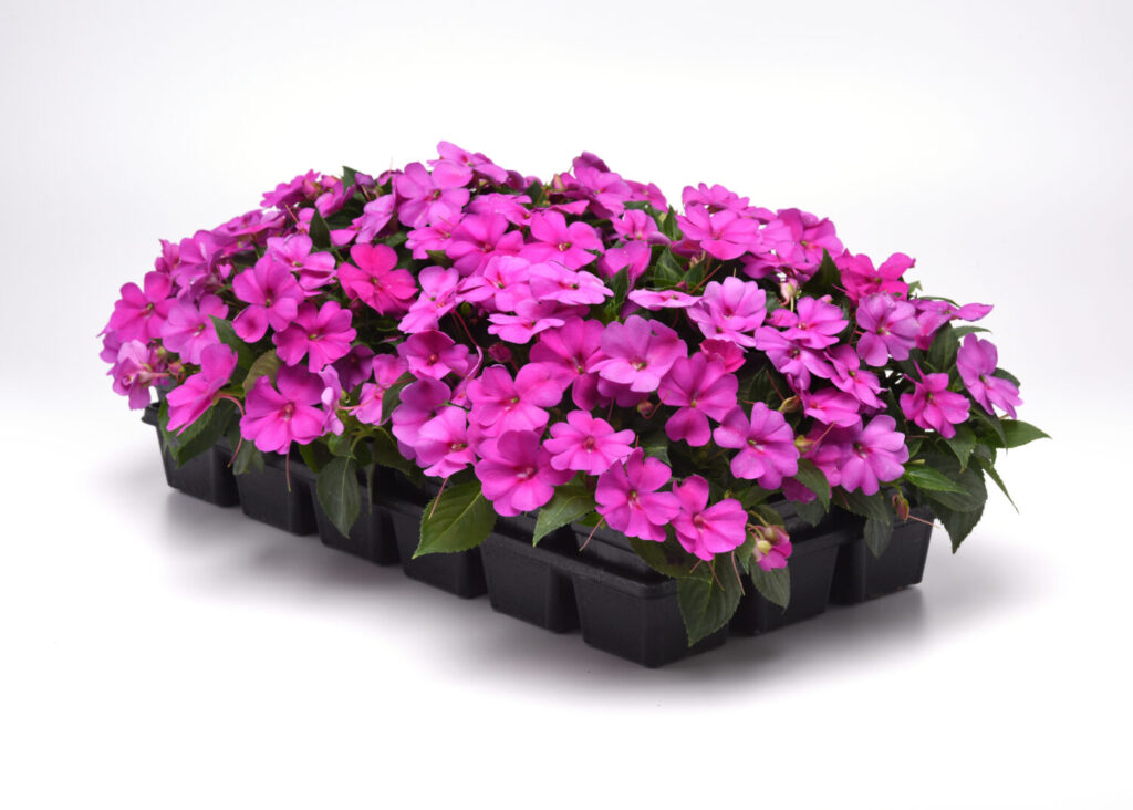 8 new varieties named AAS Winners for 2024__Impatiens Solarscape 1801 Flat Shot