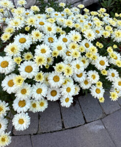 leucanthemum ‘Lemon Meringue’