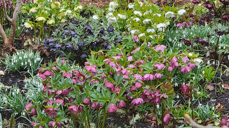 Little Prince of Oregon Nursery adds hellebores Winter Jewels to its lineup
