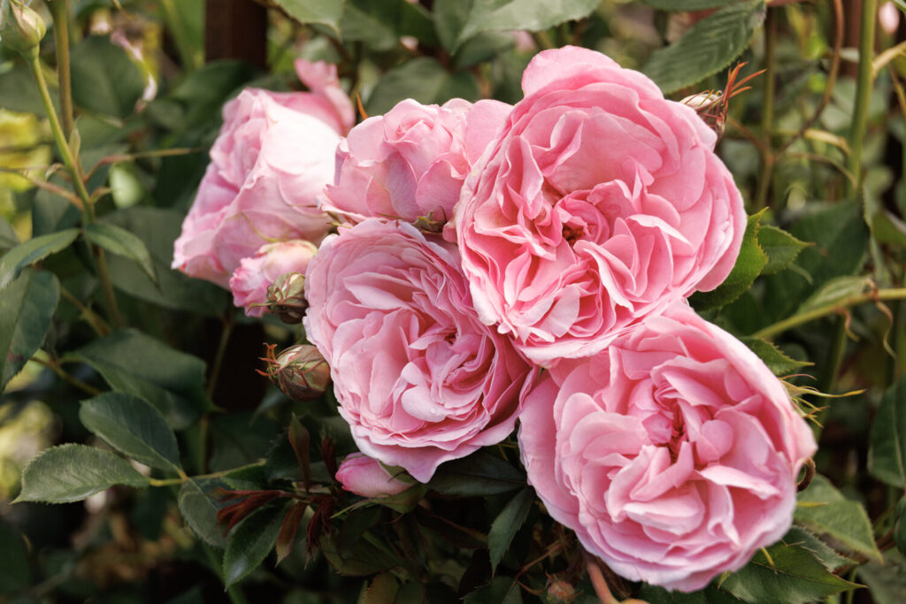 Monrovia 44901 Rosa 'Meictarus' Heavenly Ascent Pink_1243