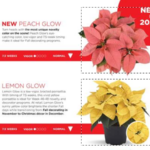 Selecta One Releases 2024 Poinsettias Catalog