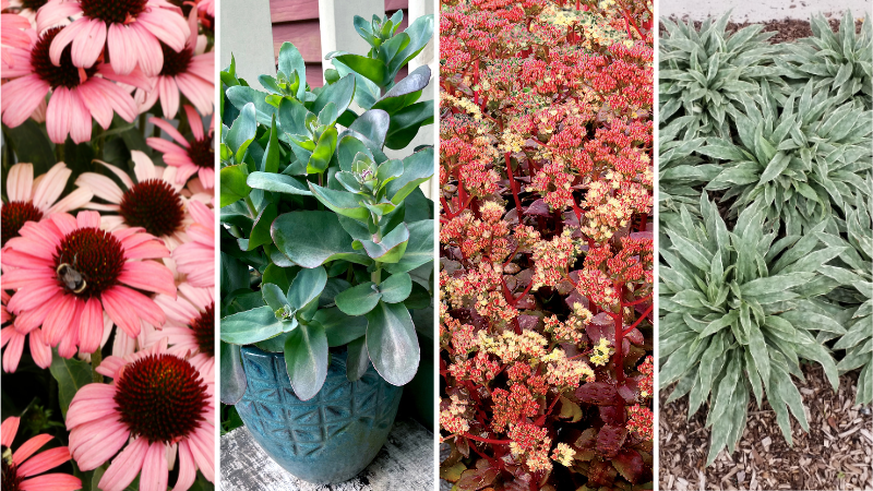 Terra Nova Nurseries varieties named top winners at Penn State Flower Trials