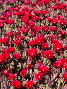 Delosperma Desert Dancers Red_Concept Plants