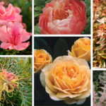 Garden Media Group has released its picks for Pantone Color of the Year Peach Fuzz
