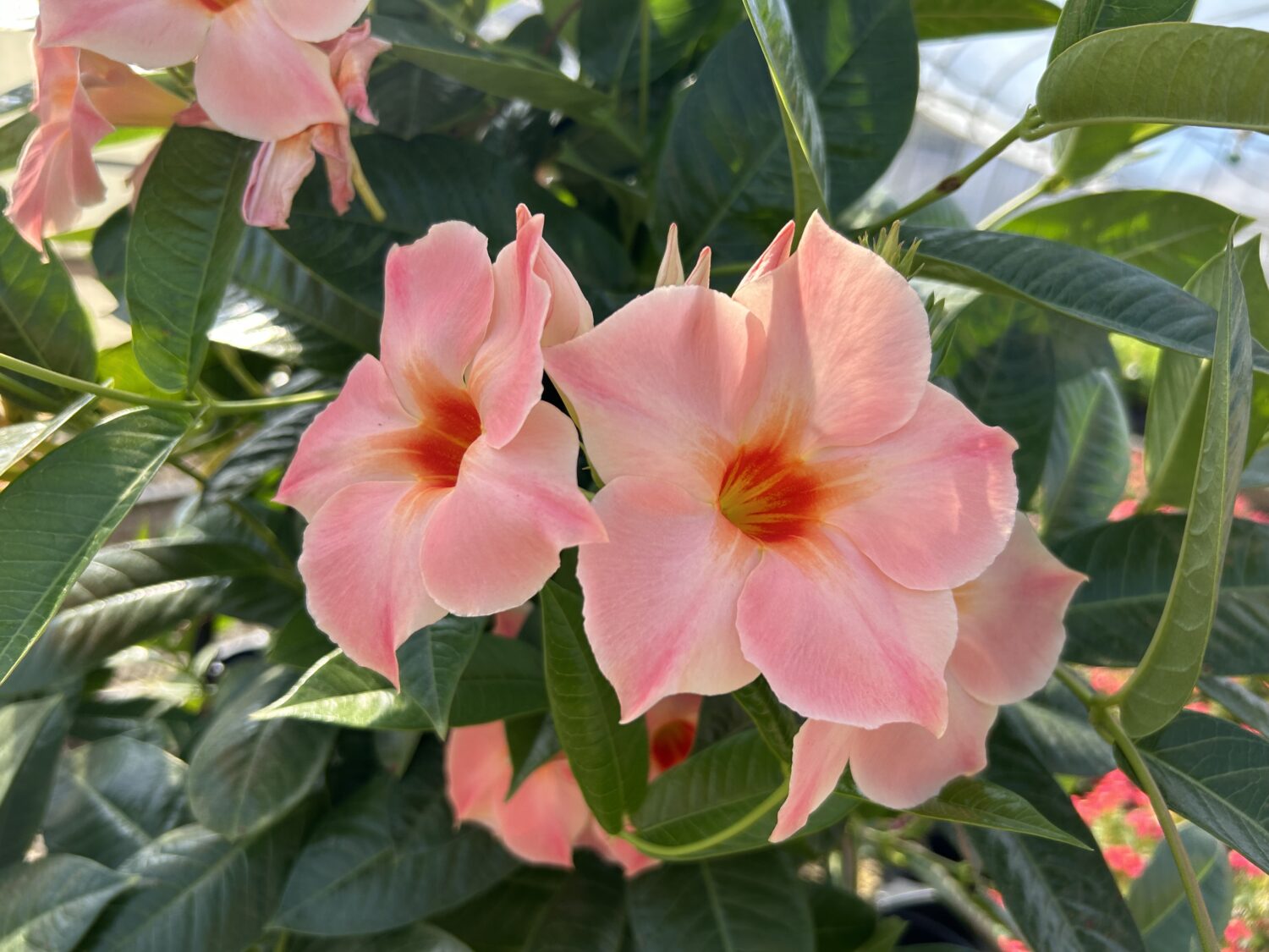 Mandevilla ‘Sun Parasol Giant Peach Sunrise’_Suntory Flowers - Lawn ...