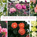 New Varieties for 2024