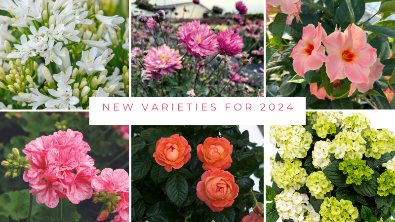 New Varieties for 2024